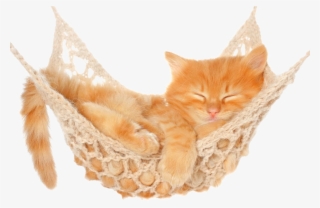 Sleeping Cat White Background