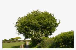 Free Png Pathway Png Png Image With Transparent Background - Plane