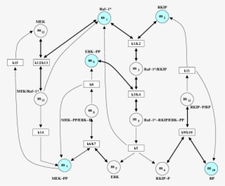 Rkip Inhibited Erk Pathway - Diagram
