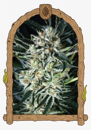 Herz Og Weed