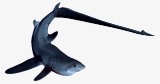 The Tiger By Mrunclebingo - Depth Game Thresher Shark