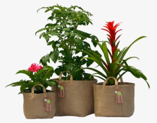 Biodegradable Organic Fabric Gardening Pot - Houseplant