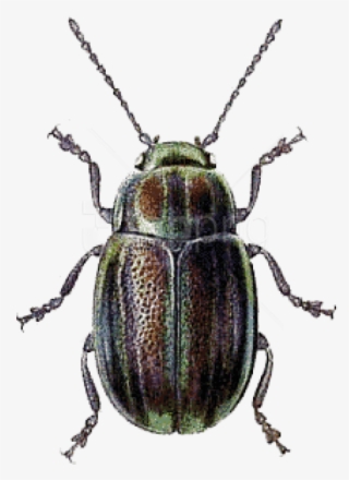 Free Png Download Beetle Green Brown Png Images Background - Beetle Clip Art
