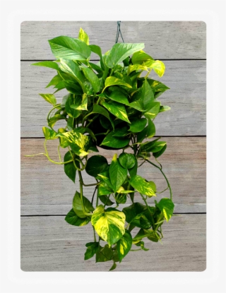 Hanging Pothos - Png Planter