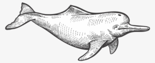 Dolphin - Common Bottlenose Dolphin