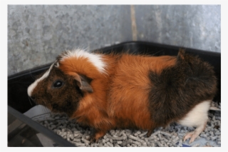 Donate To Petrescue - Guinea Pig