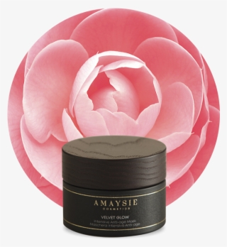 Velvet Glow - Japanese Camellia