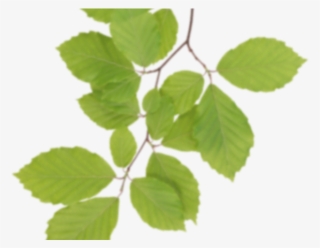 Birch Clipart Transparent - Real Leaf Png