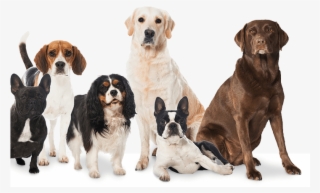 Pielęgnacja - - Hunde Aus Filmen