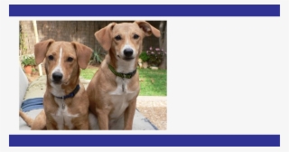 Fogo Webheader - English Foxhound