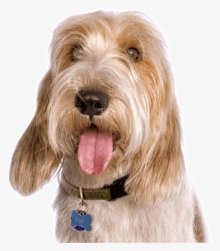 Petit Basset Griffon Vendeen - Companion Dog
