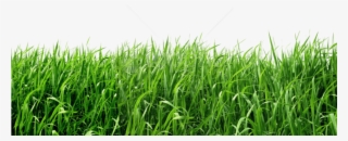 Free Png Grass Png Images Transparent - Transparent Background Grass Png