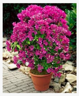 Casuarina Bonsai Tree Bougainvillea Bonsai Tree - Red Bottle Brush Bonsai