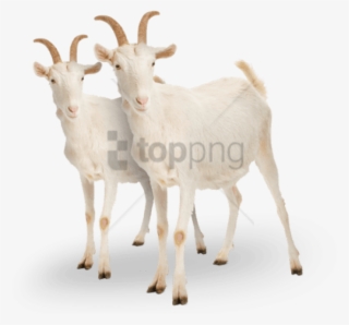 Free Png Goat Png Png Image With Transparent Background - White Goat