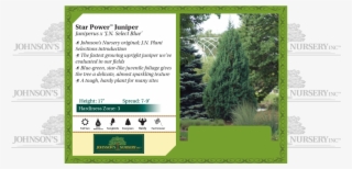 Star Power™ Juniper Juniperus X 'j - Thuya