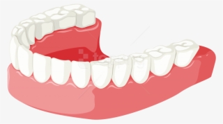 Free Png Download Lower Jaw Clipart Png Photo Png Images