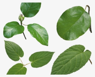 Green Leaves Clipart Real Leaf - Portable Network Graphics