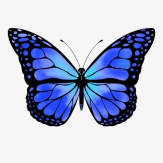 Blue Butterfly Free Png Image - Dark Blue To Light Blue Butterfly