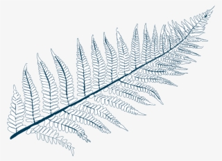 Polypodium Californicum - Line Art