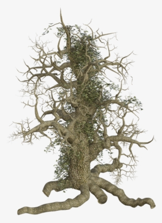 Root Png - Larch