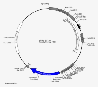 686 X 600 4 - Plasmid Map