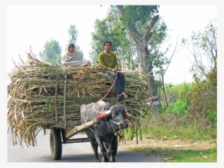 An Ox Cart Carries Sugarcane To Market