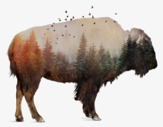 Native Americans Use Every Part Of Buffalo