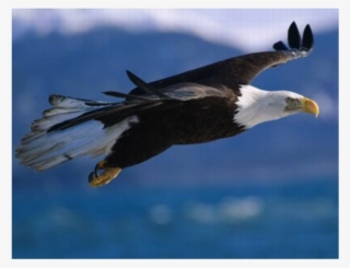 Eagle - Mt Ararat Eagle