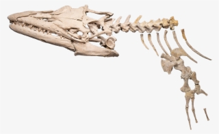A Skeleton Of A Mosasaur - Skeleton