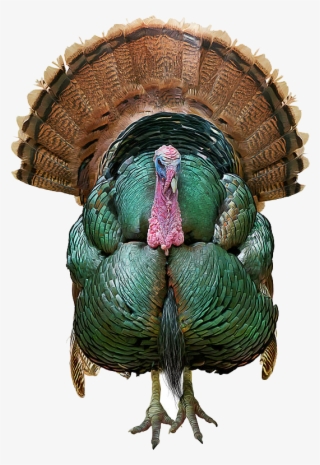 Wild Turkey Png Transparent Image - Painting