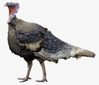 Turkey Bird Png Transparent Images - Turkey