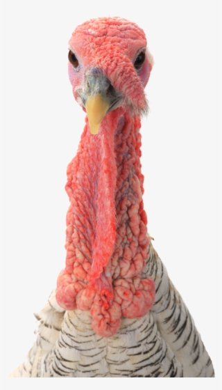 Contactus@agbiomet - Com - Turkey