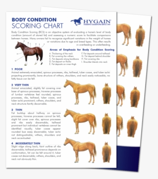 The Art Of Body Condition Scoring - Body Condition Score Horse
