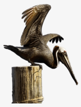 Brown Pelican On Boulder - Brown Pelican Png