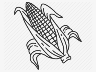 Drawn Corn Corn Stalk - Illustration