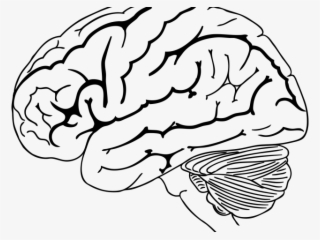Drawn Brain Transparent - Cerebro Humano Para Colorear
