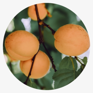 Apricot