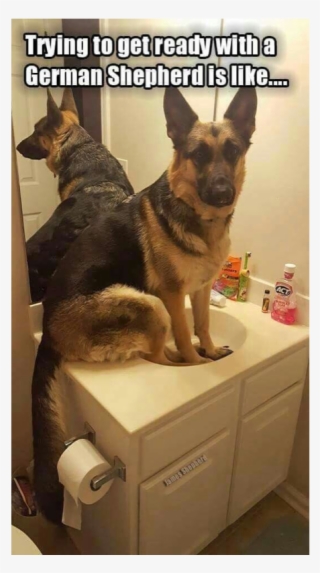 Author Cleanmemesposted On March 29, 2019 February - Funny Cute German Shepherd