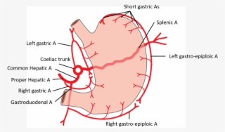 Arterial Supply Of Stomach