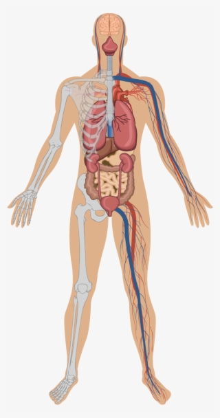 Anatomy Of Woman