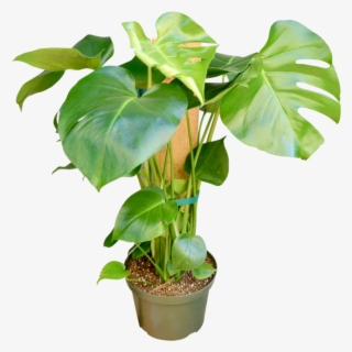 Philodendron 'monstera' - 8" Pot - Flowerpot