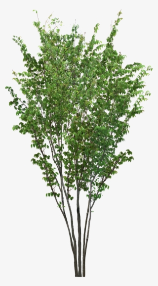 Pin By Ar - 植 栽 Png