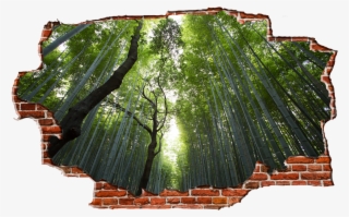 Zapwalls Decals Green Birch Tree Forest Breaking Wall - Jvc Lt50vf30k