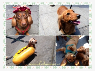Dachshund Are A Special Breed And They Have Some Of - Dachshund