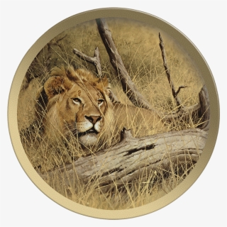 Siberian Tiger Head Plate - Masai Lion