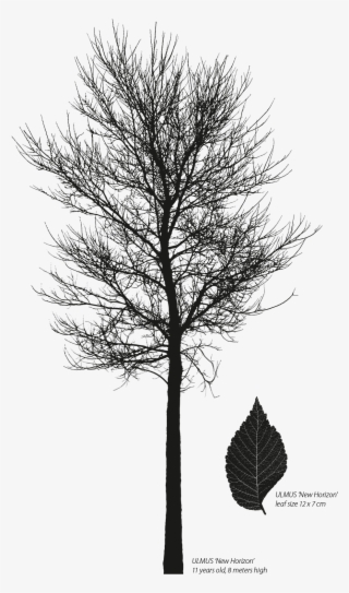 Ulmus Resista New Horizon