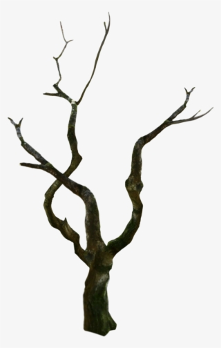 #treetrunk #tree #oldtree #spooky - Wood