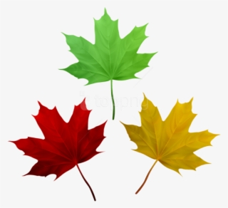 Free Png Download Fall Leaves Set Clipart Png Photo - Maple Leaf