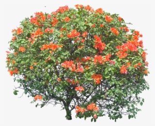 2 M - Bougainvillea Spectabilis Png