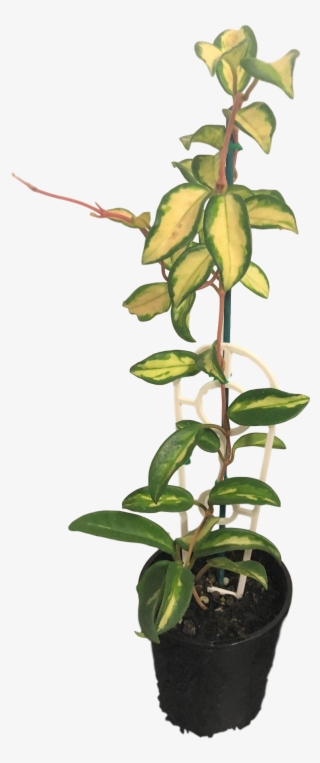 Images - Yellow Lady's Slipper